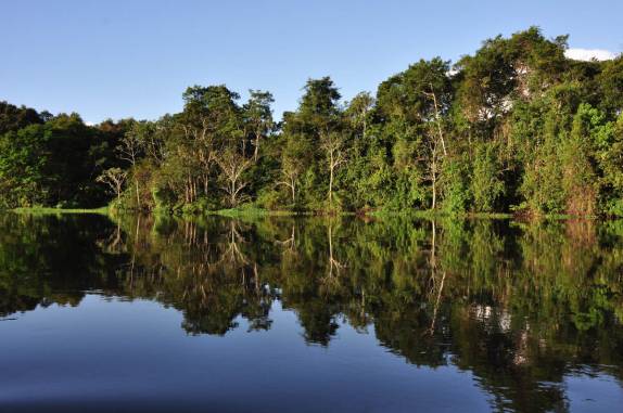 A floresta alagada na Reserva do Mamirauá, na região de Tefé, no Amazonas